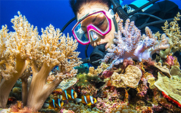 دیوار مرجانی