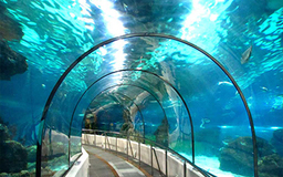 سنتوزا و دنیای زیر آب