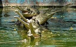 باغ وحش جیپور